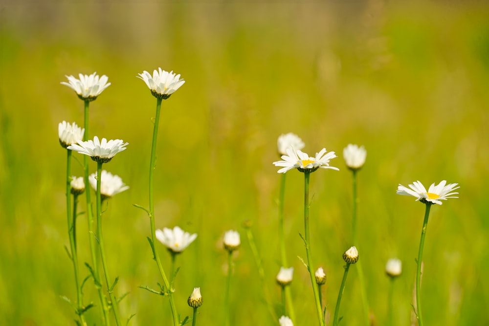 a bunch of white flowers in a field