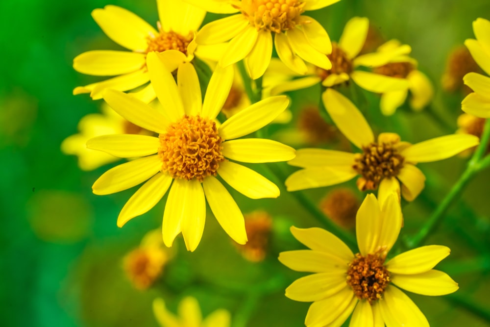 a close up of a bunch of yellow flowers