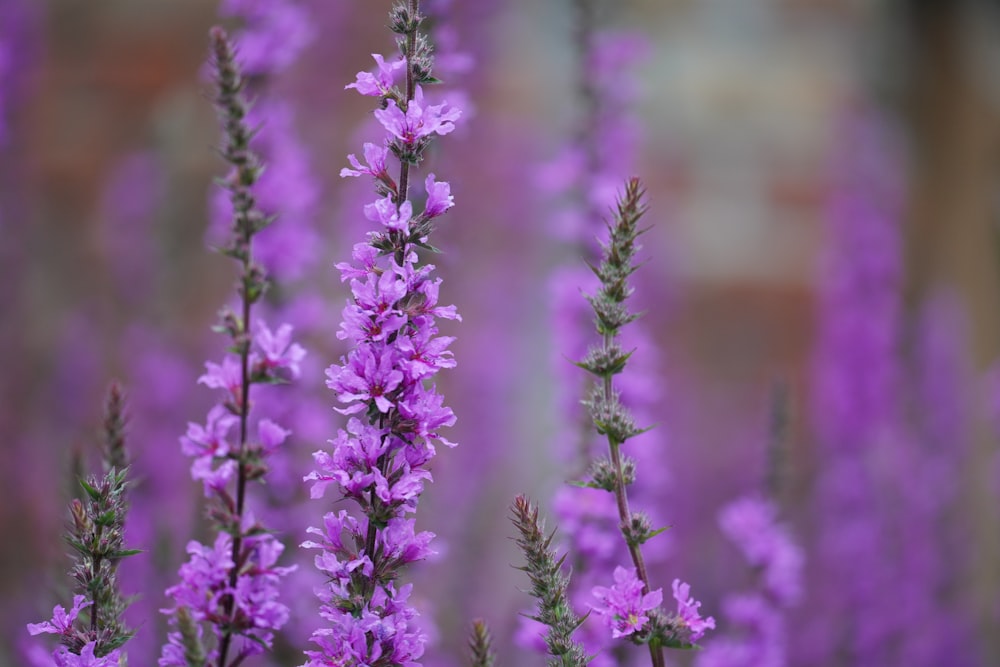 a bunch of purple flowers in a field