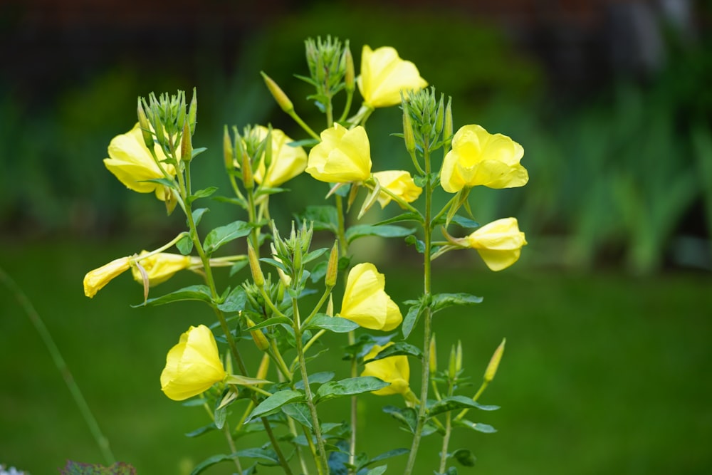 a bush of yellow flowers in a garden