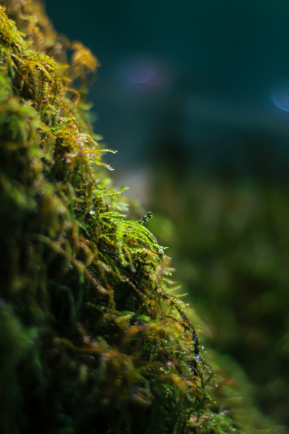 a close up of moss growing on a wall
