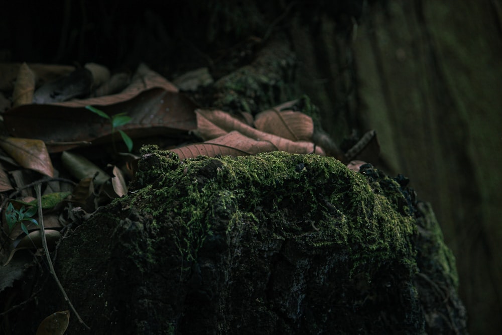 a moss covered rock in the middle of a forest