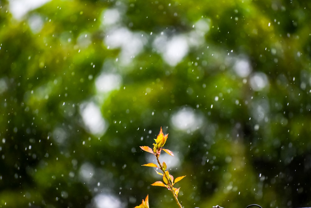 a small plant with yellow leaves on a rainy day