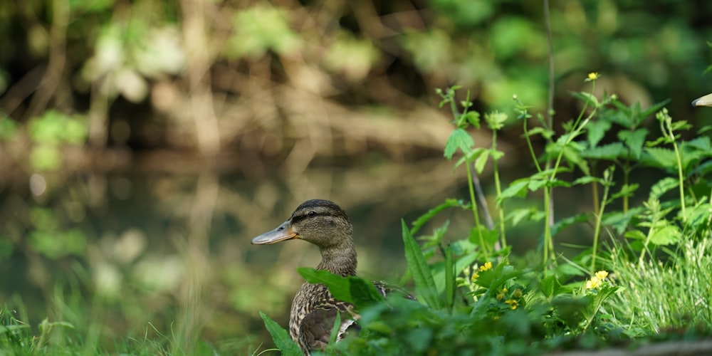 a duck sitting in the grass near a body of water