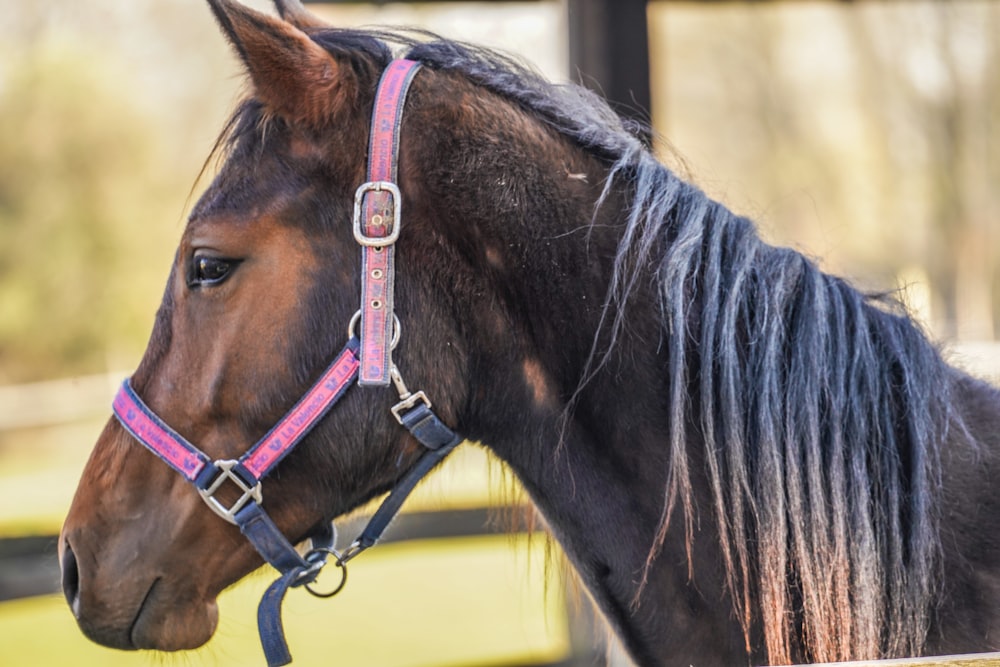 a brown horse with a pink bridle standing next to a fence