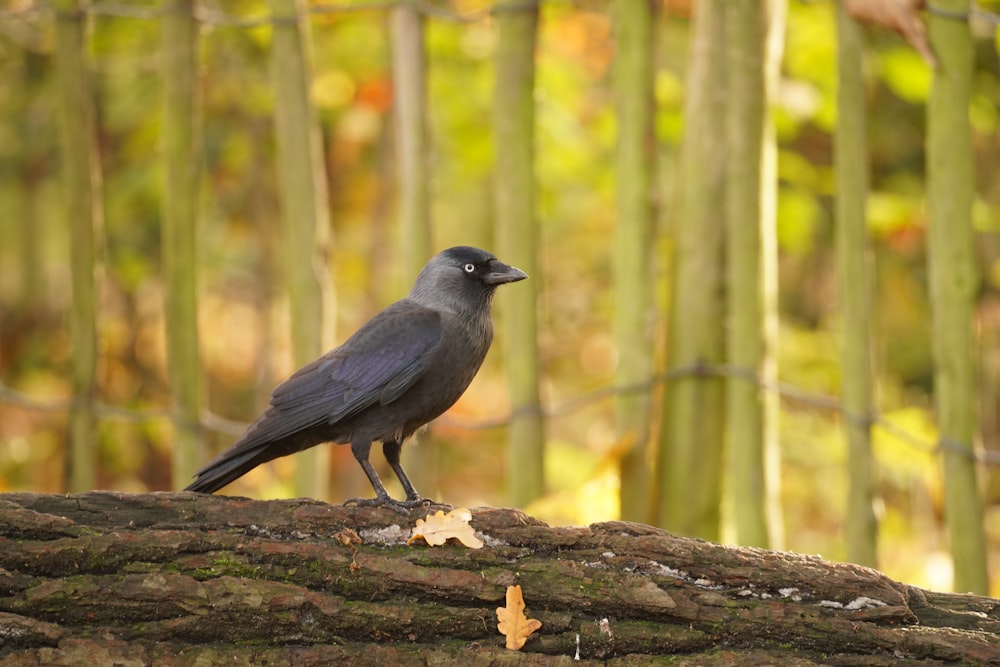 a black bird sitting on a log in a forest