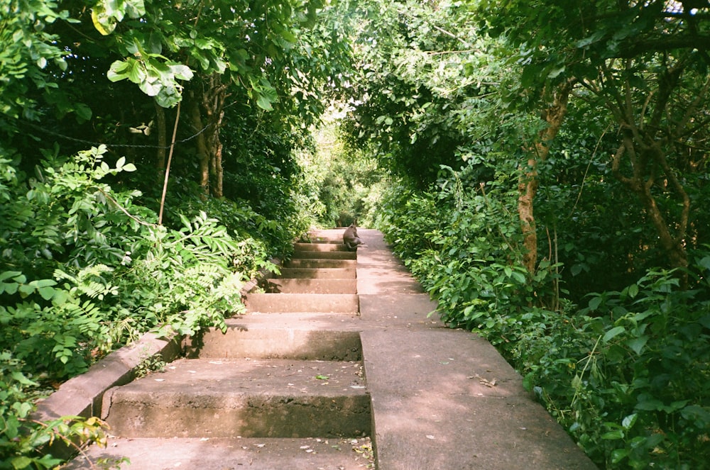 a set of steps leading to a lush green forest