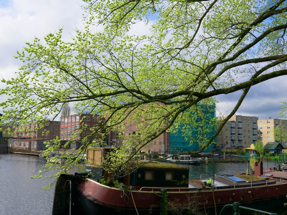 um barco está ancorado na água perto de uma árvore