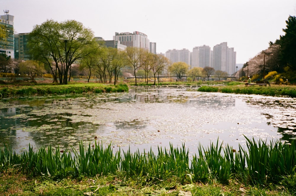 a pond surrounded by tall buildings in a park