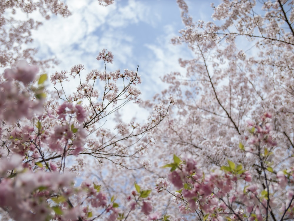 a tree filled with lots of pink flowers under a blue sky