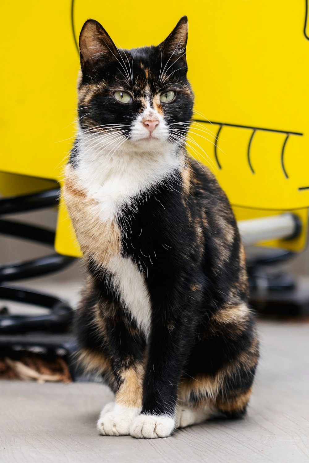 a calico cat sitting in front of a yellow chair