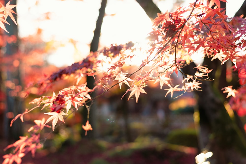 a close up of a tree with red leaves