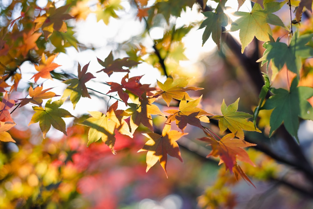 the leaves of a tree are changing colors