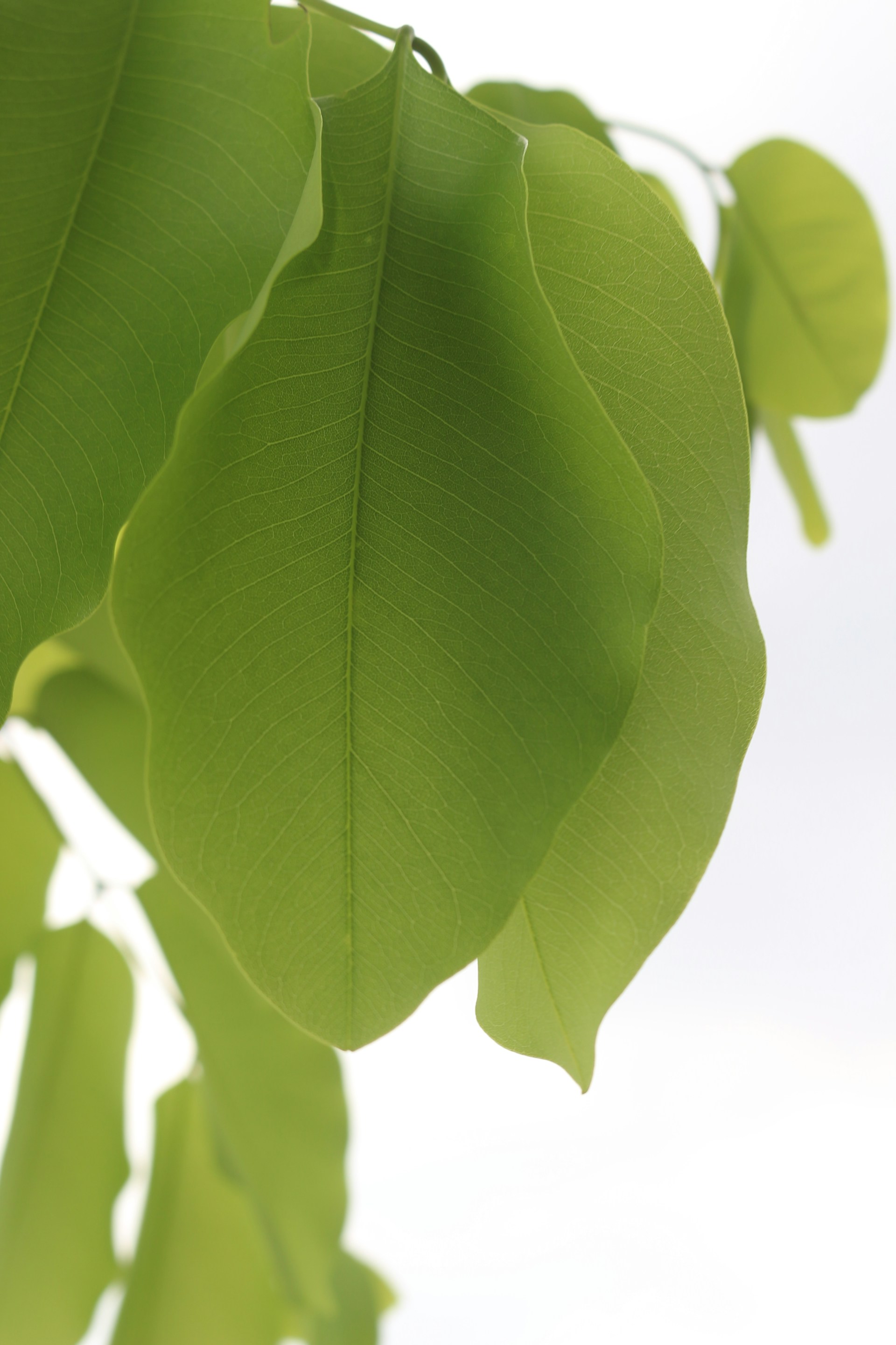 a close up of a green leaf on a tree