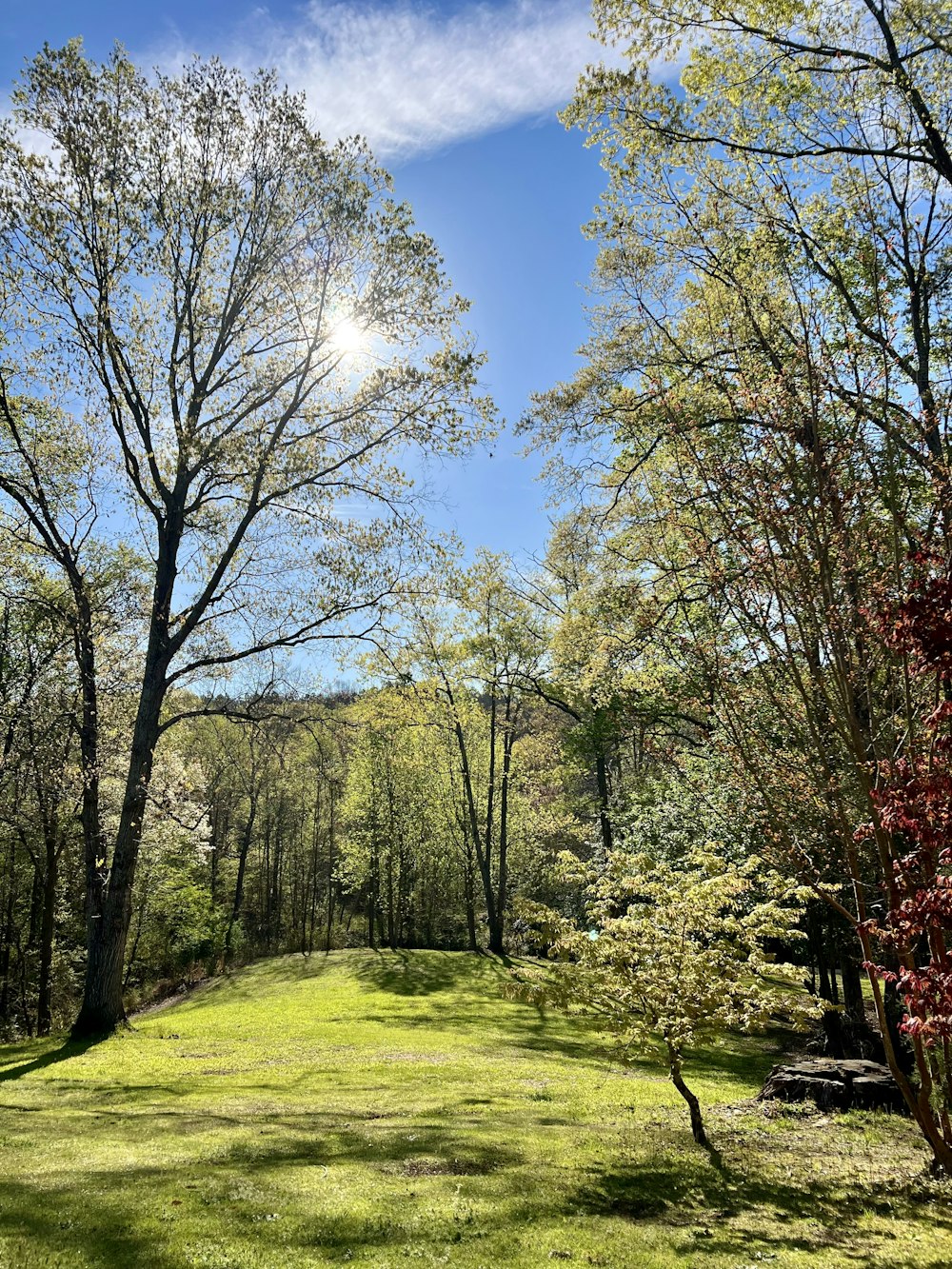 a grassy field surrounded by trees and a blue sky