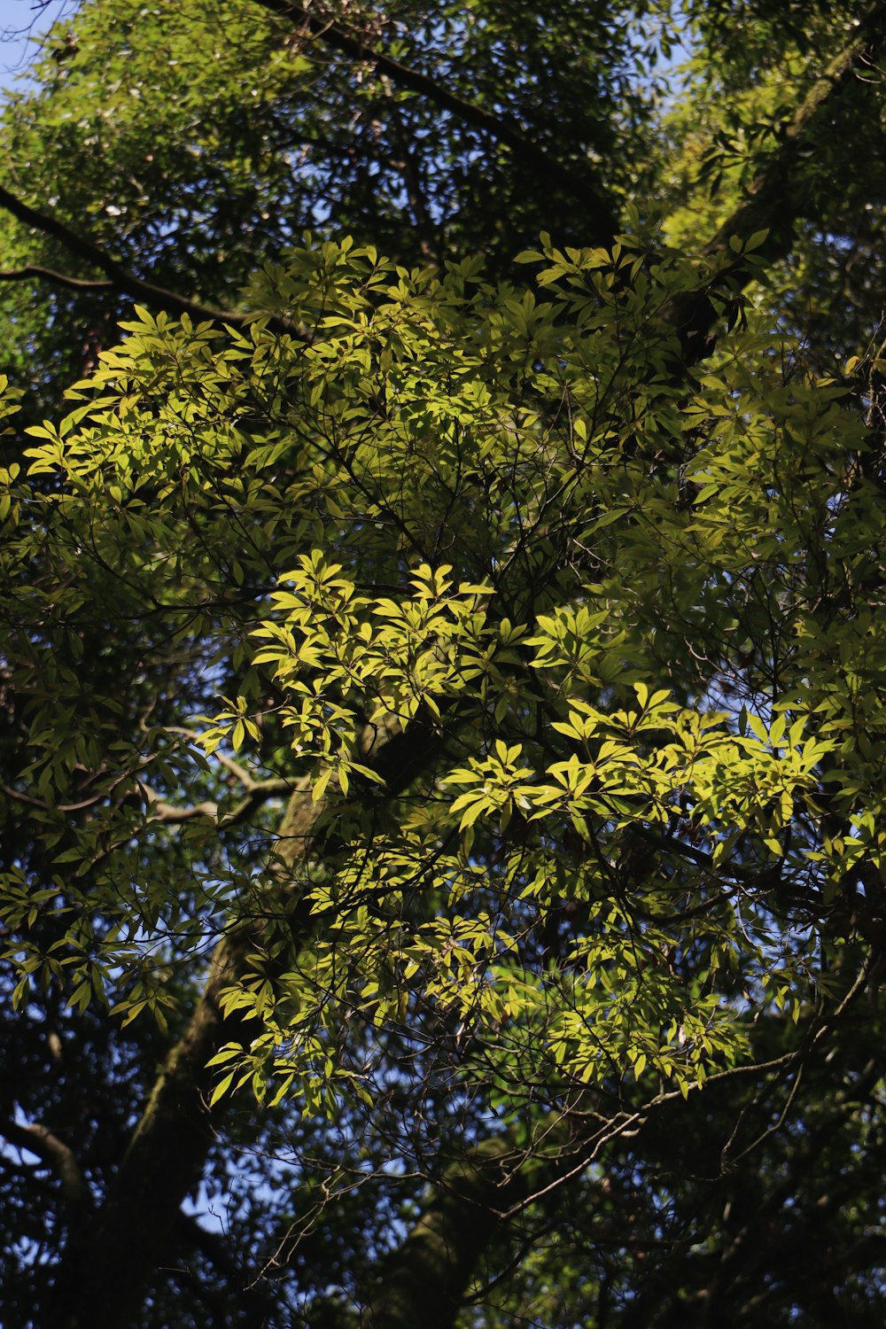 a bird perched on top of a tree branch