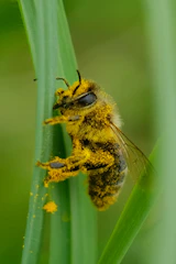 a close up of a bee on a plant