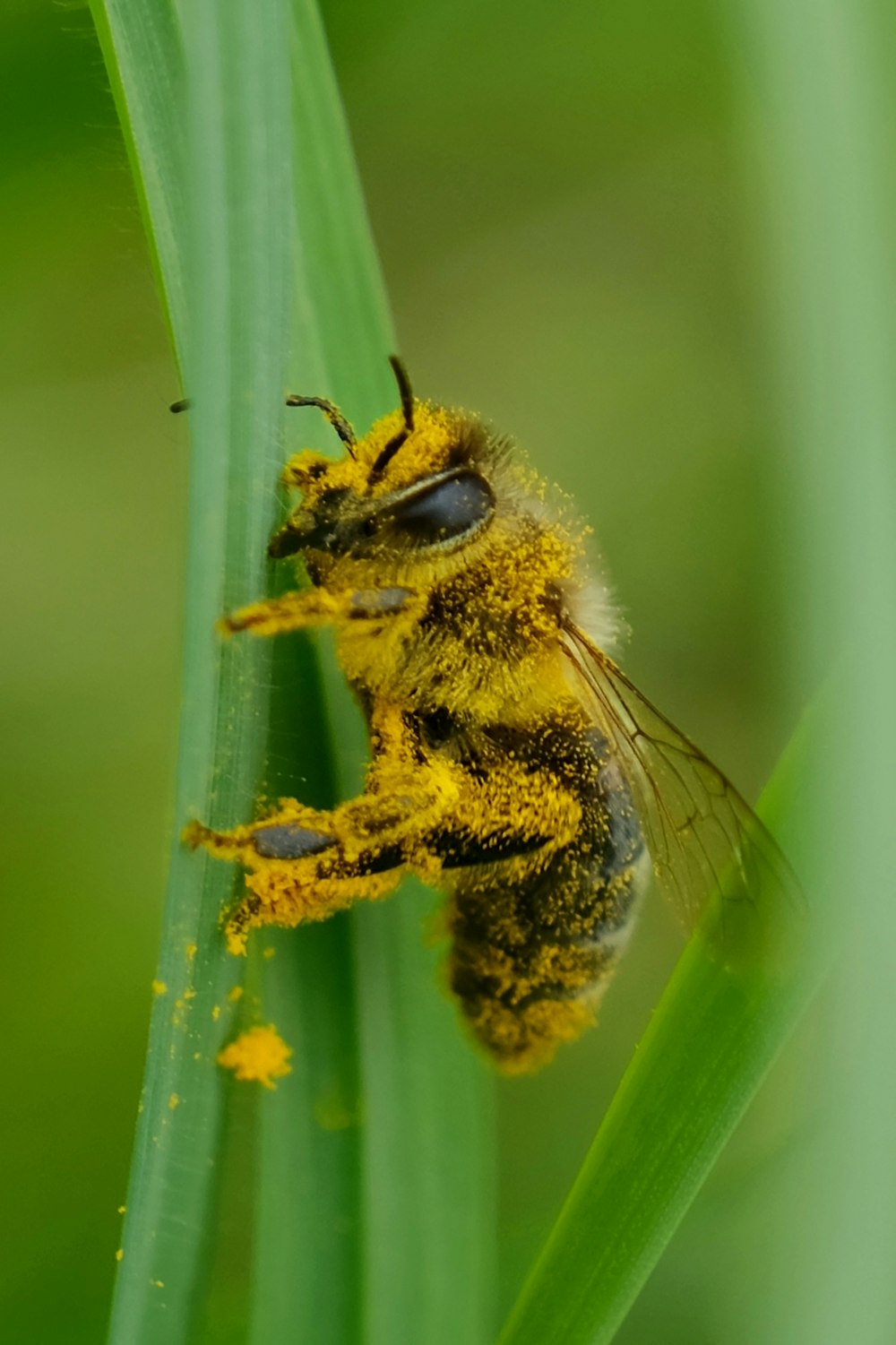 a close up of a bee on a plant