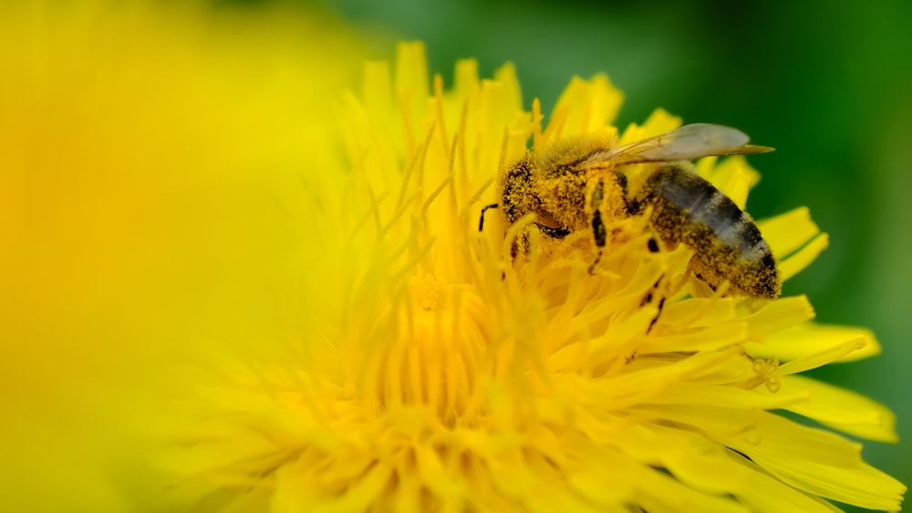 a bee is sitting on a yellow flower