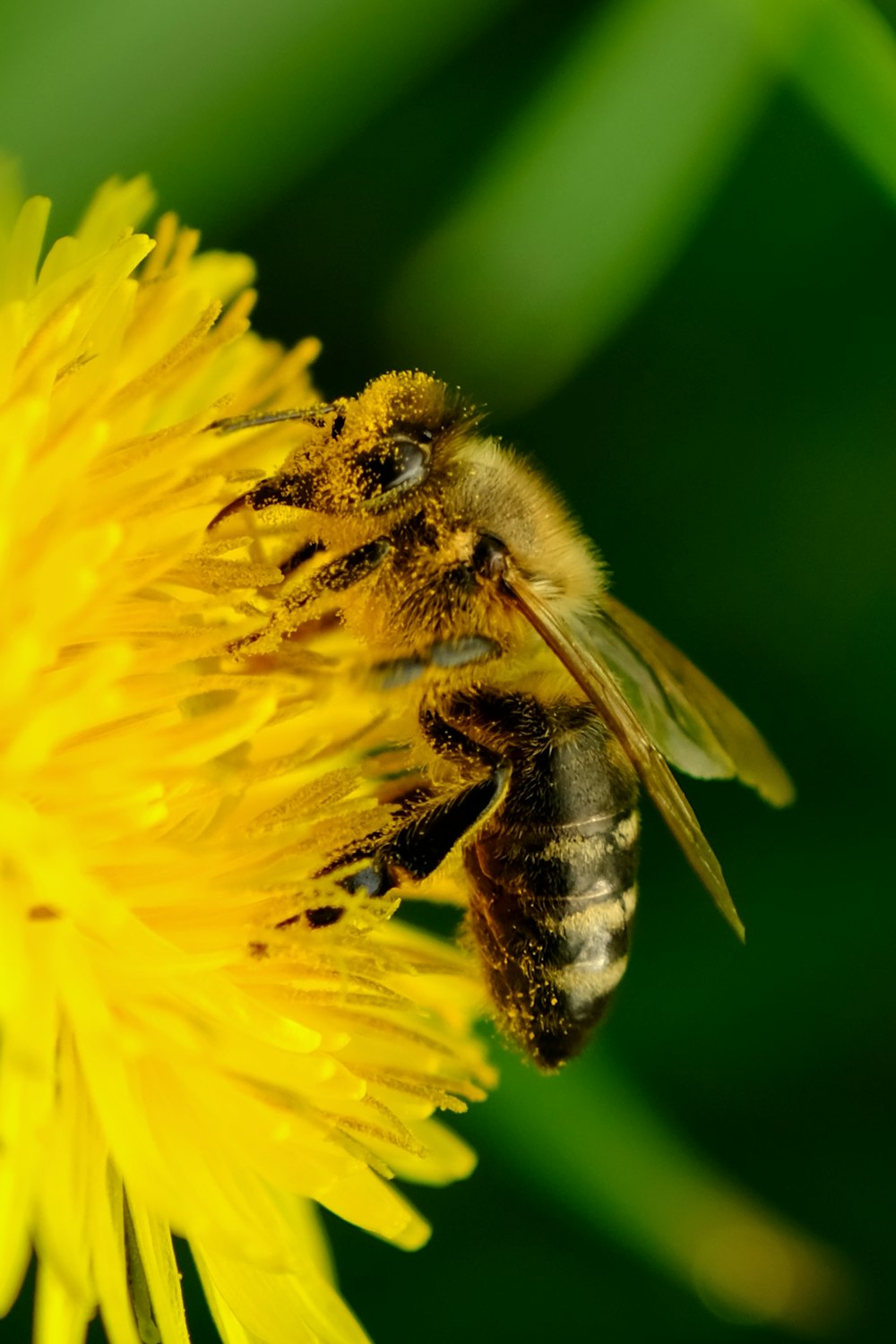 a bee that is sitting on a yellow flower