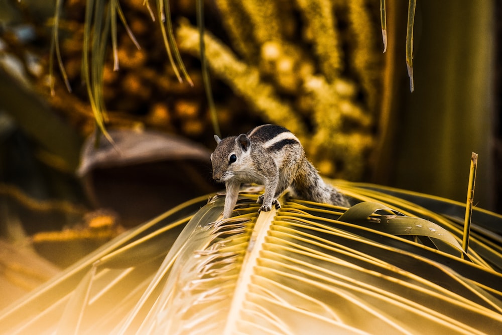 a small animal standing on top of a palm leaf