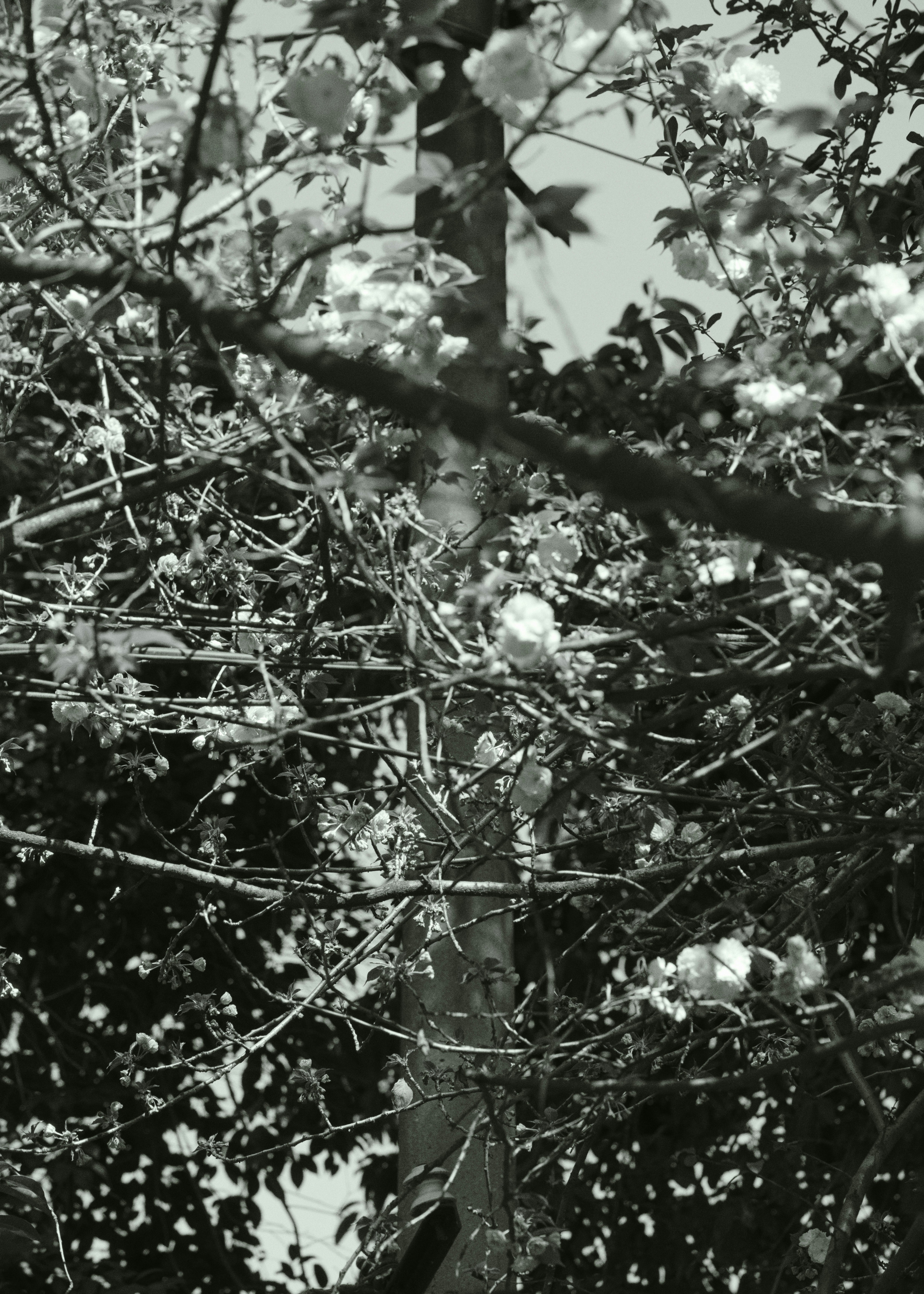 Photo by dodowang1994