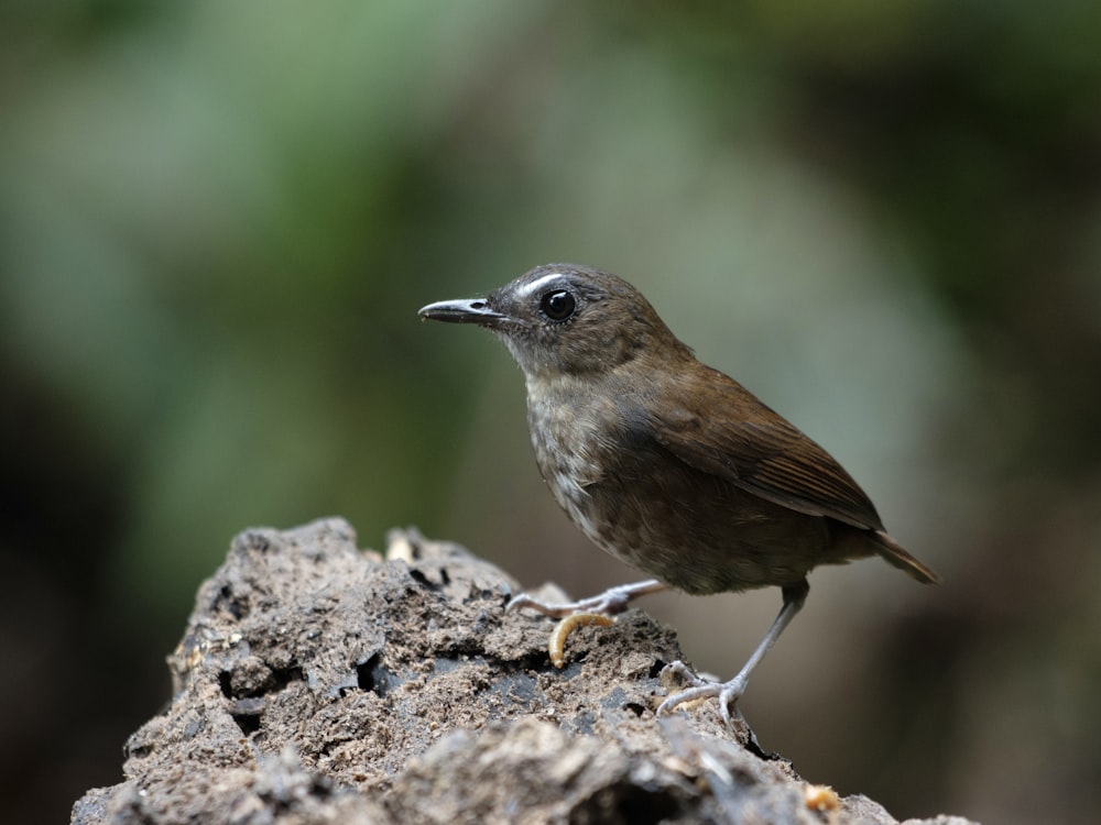 a small brown bird standing on a rock