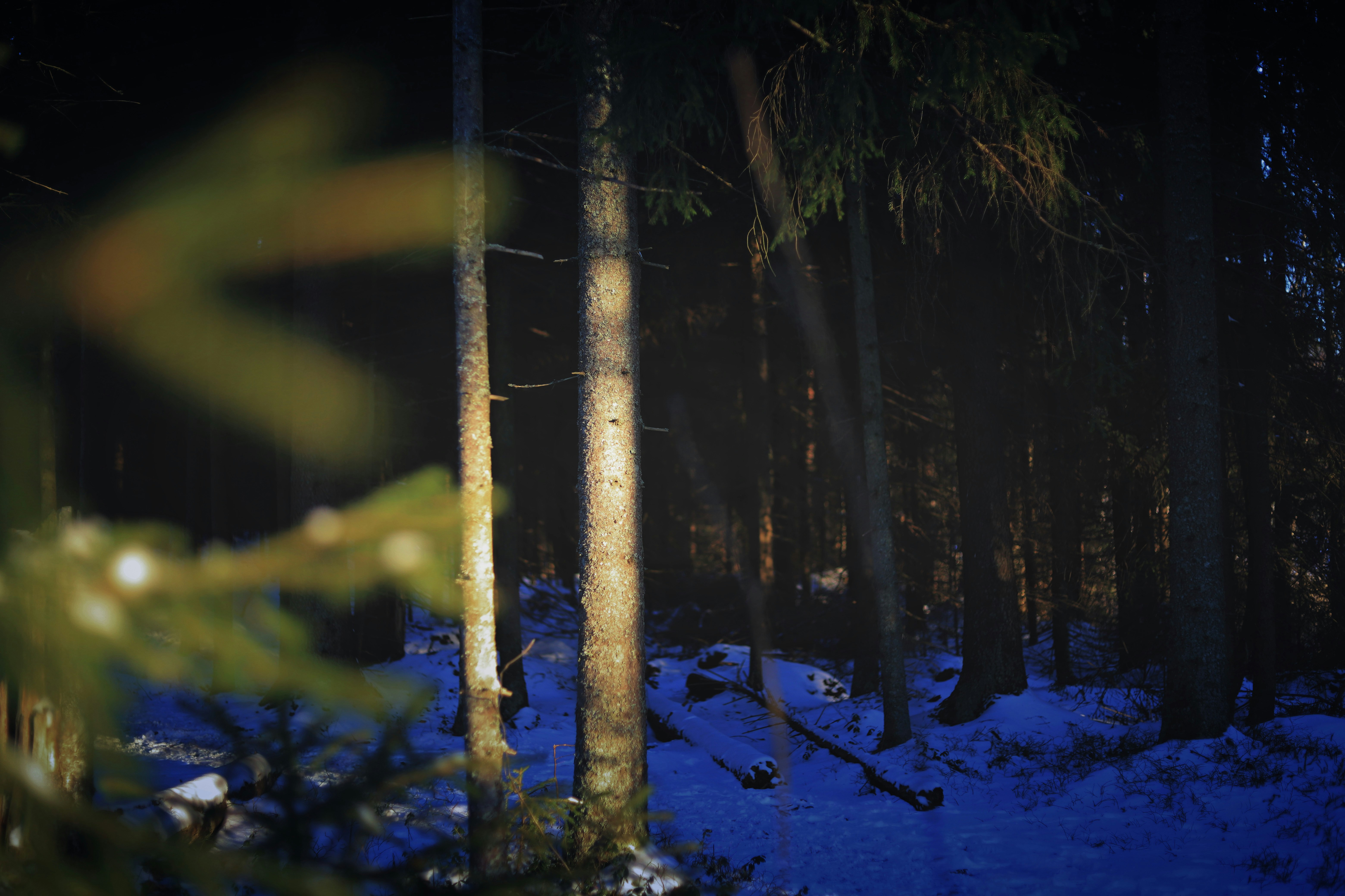 a forest filled with lots of trees covered in snow