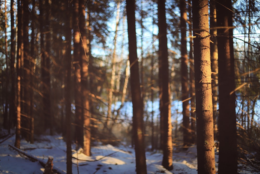 the sun is shining through the trees in the woods