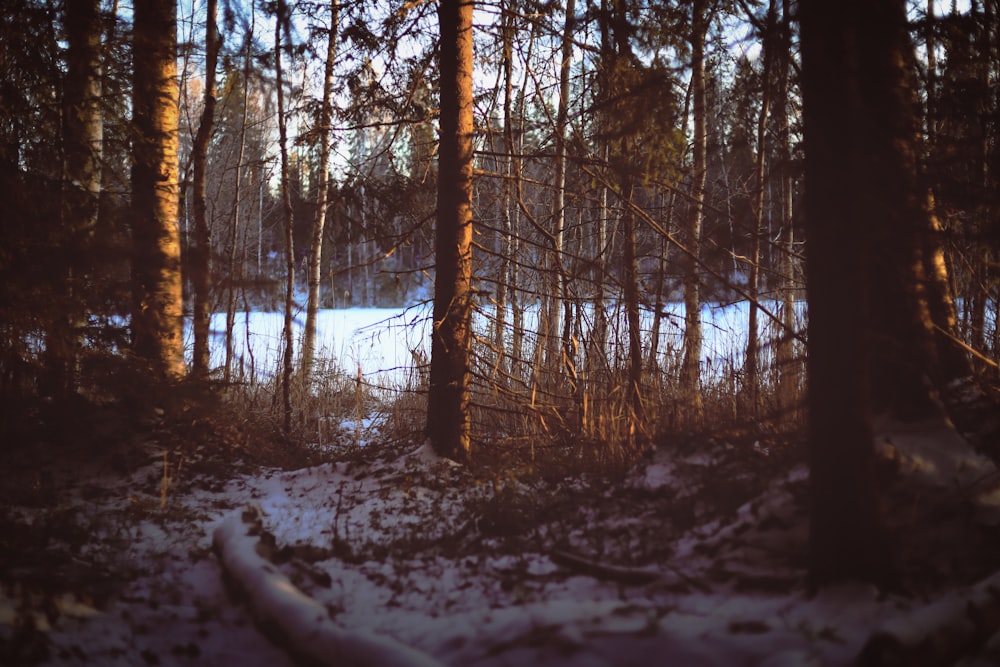 a snow covered path in a wooded area