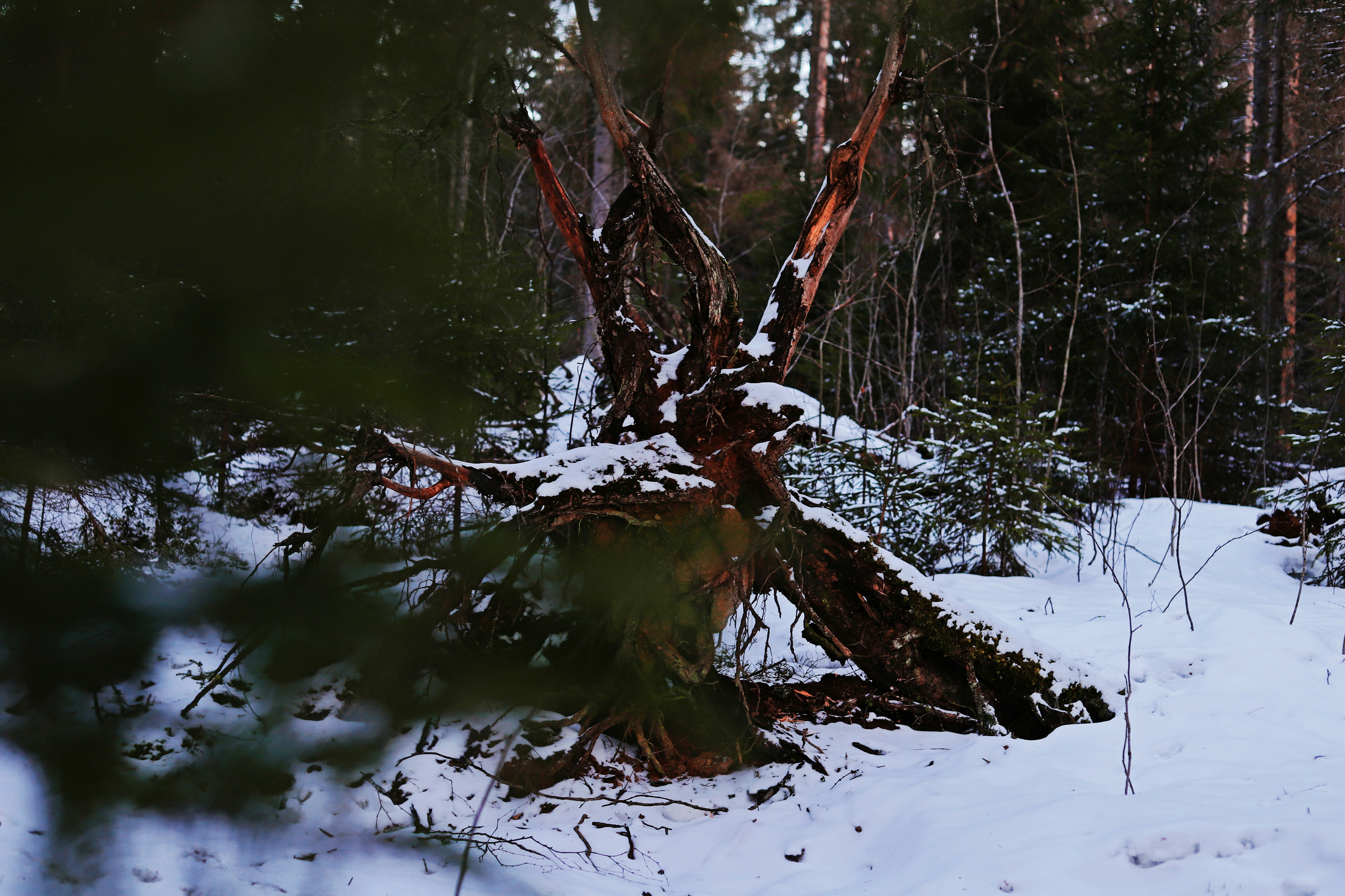 a tree that has fallen in the snow