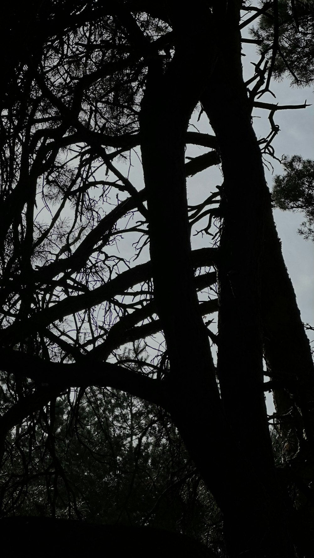 a black and white photo of a tree with no leaves