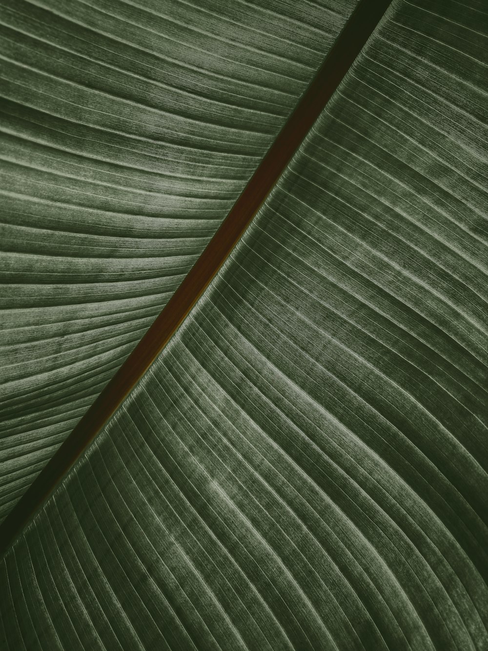 a close up of a large green leaf