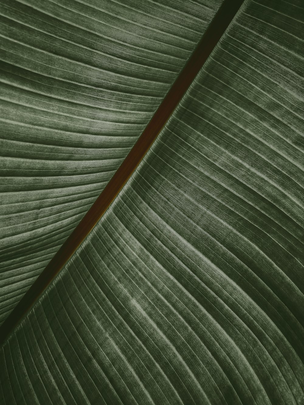 Eine Nahaufnahme eines großen grünen Blattes
