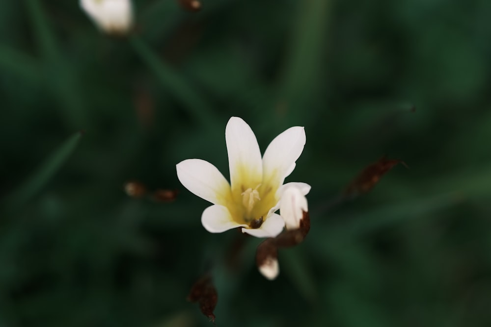 a small white flower with a yellow center