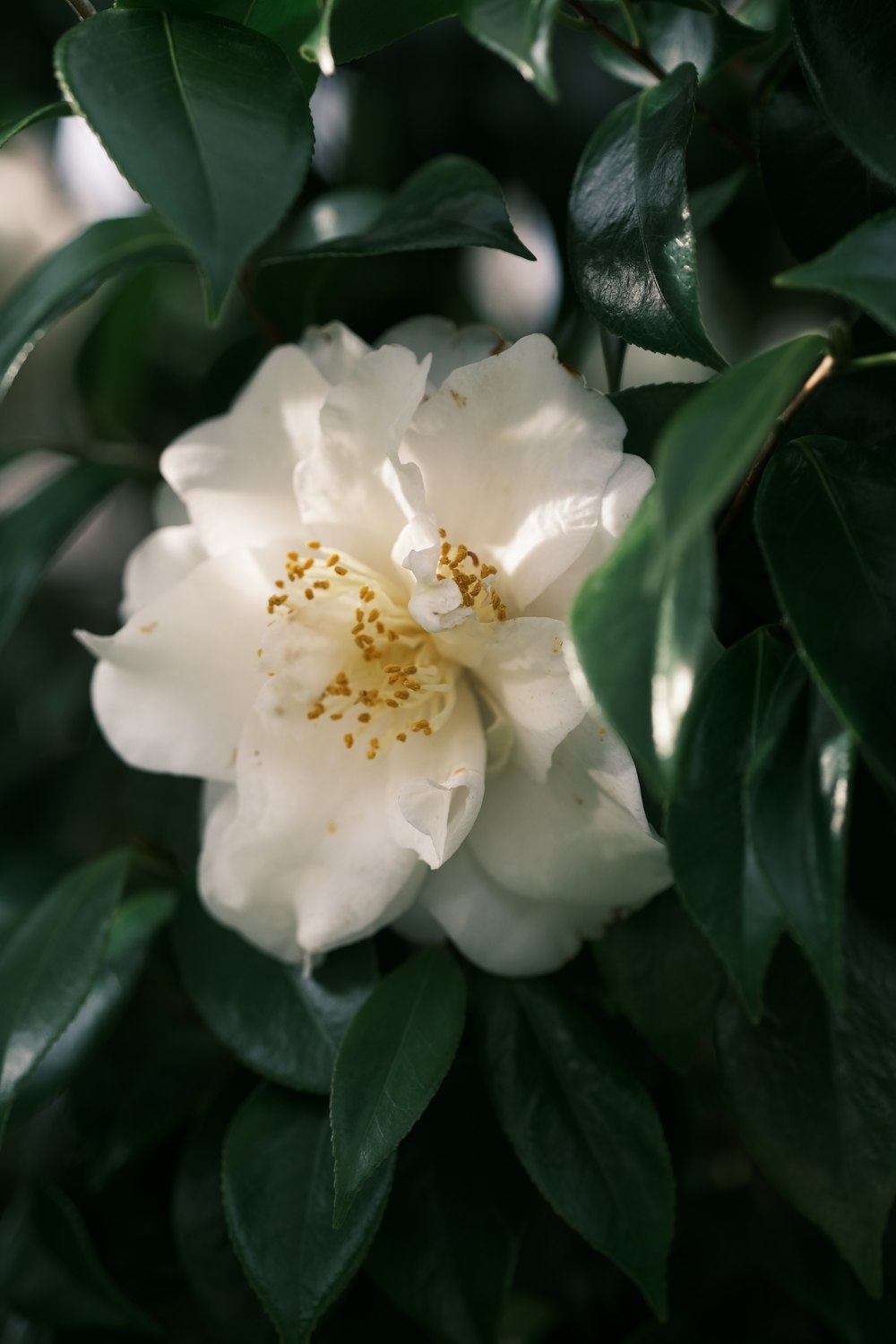 a white flower with green leaves around it