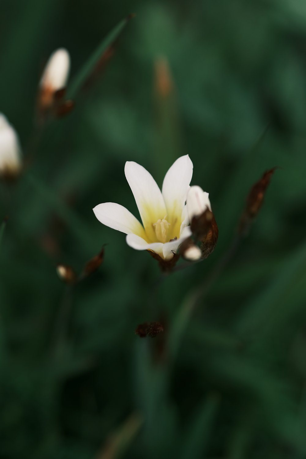 a small white flower with a yellow center