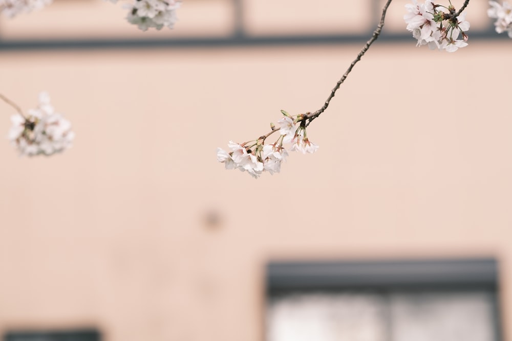 a branch with white flowers in front of a building