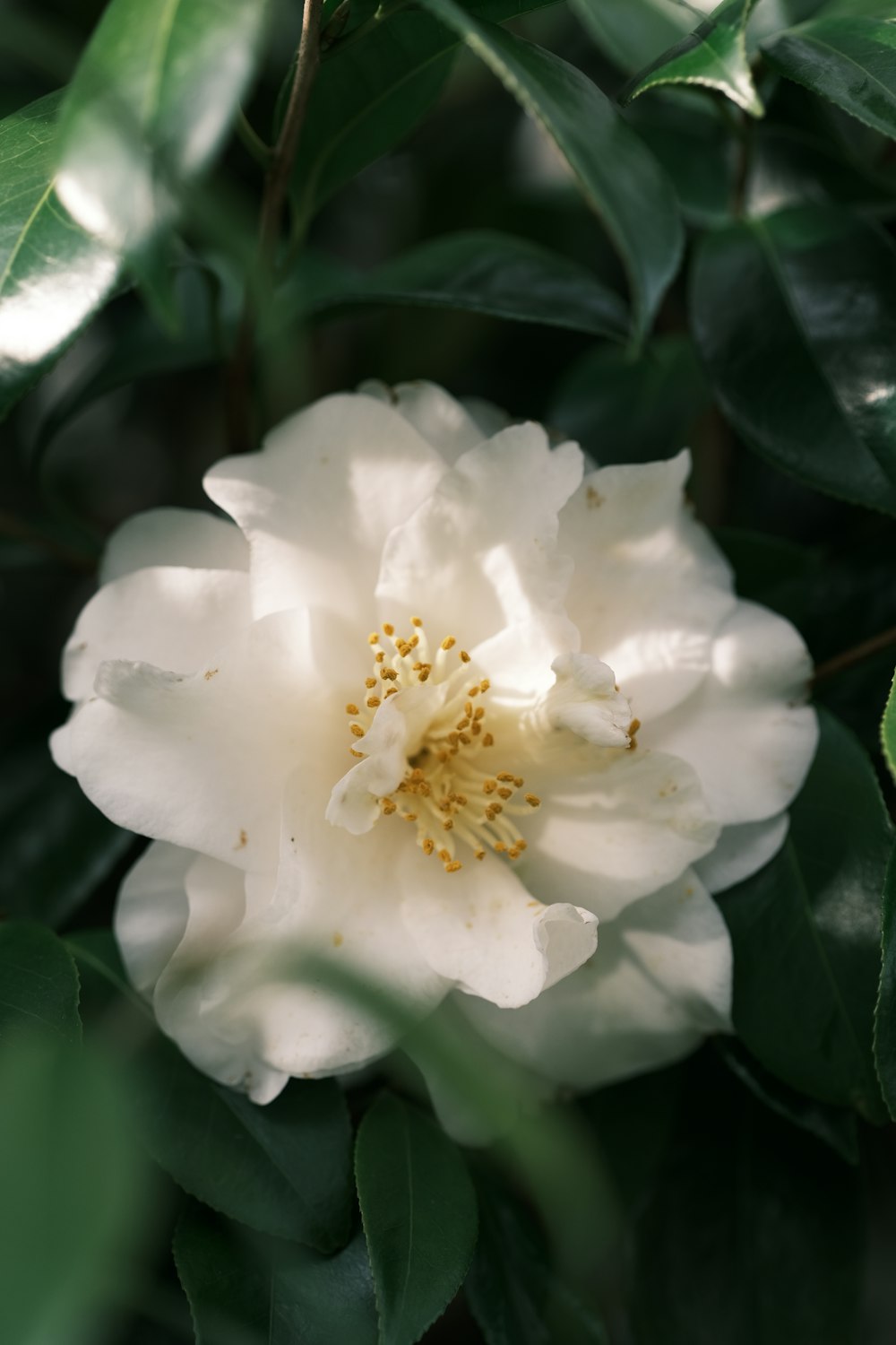 a white flower with a yellow center surrounded by green leaves