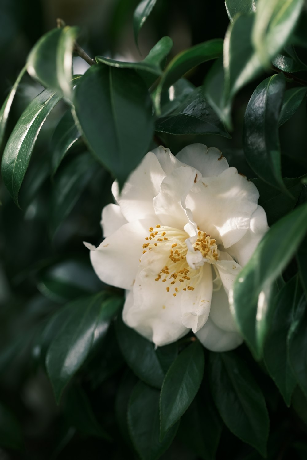 a white flower with a yellow center surrounded by green leaves