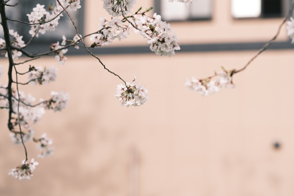 a branch with white flowers in front of a building