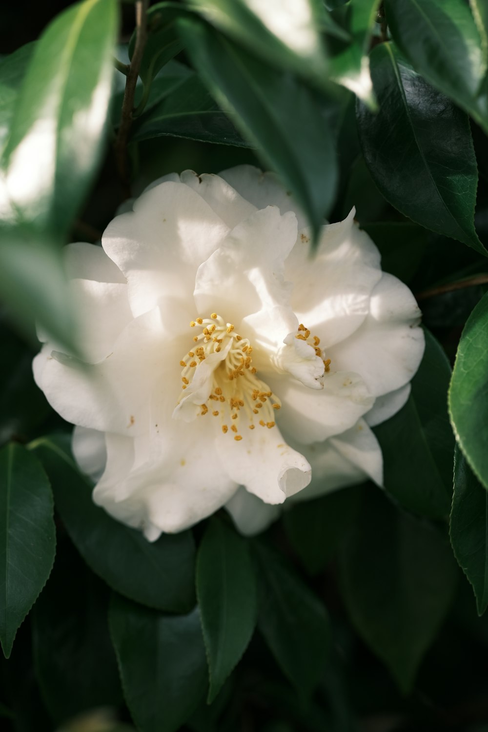 a white flower with green leaves around it