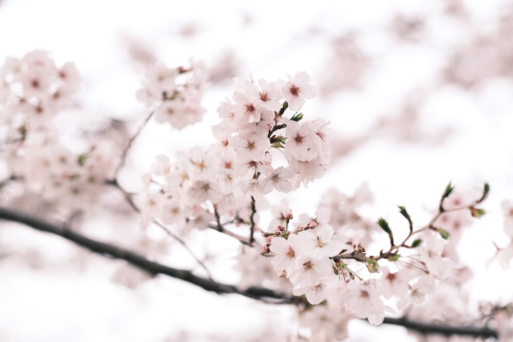 a close up of a tree with white flowers