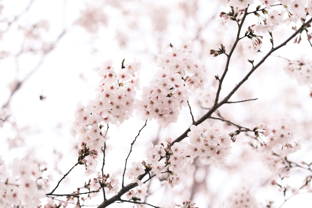 a close up of a tree with pink flowers