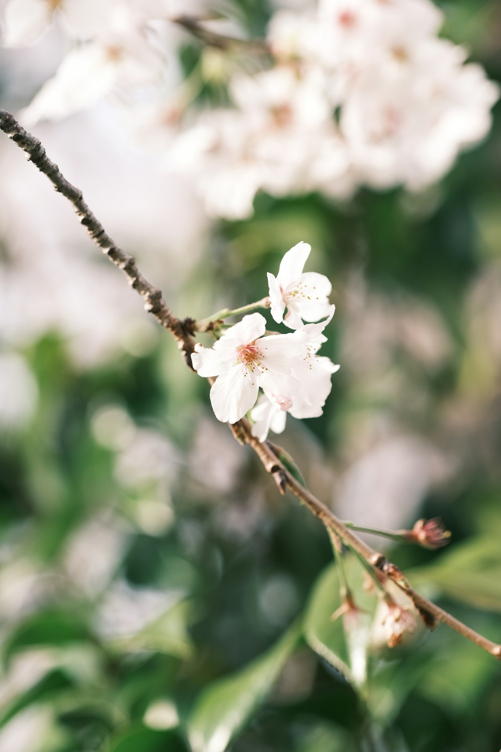 a close up of a flower on a tree branch