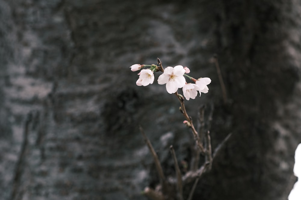 a branch with white flowers in front of a stone wall