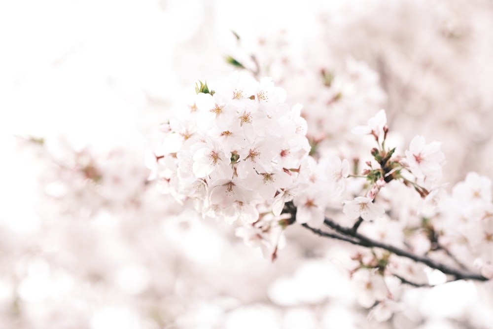 a close up of some white flowers on a tree