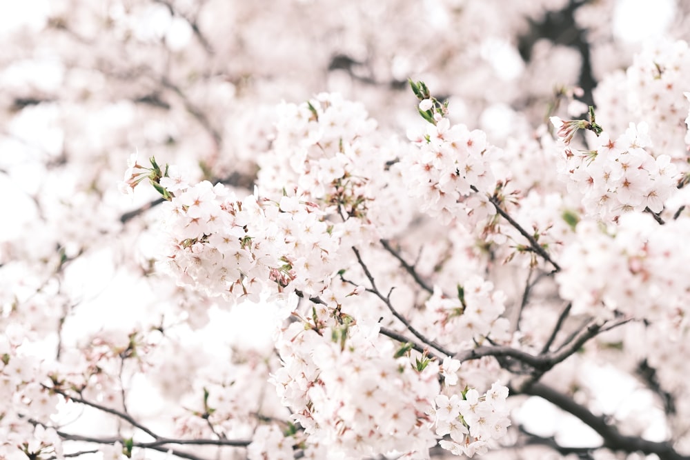 a tree filled with lots of white flowers