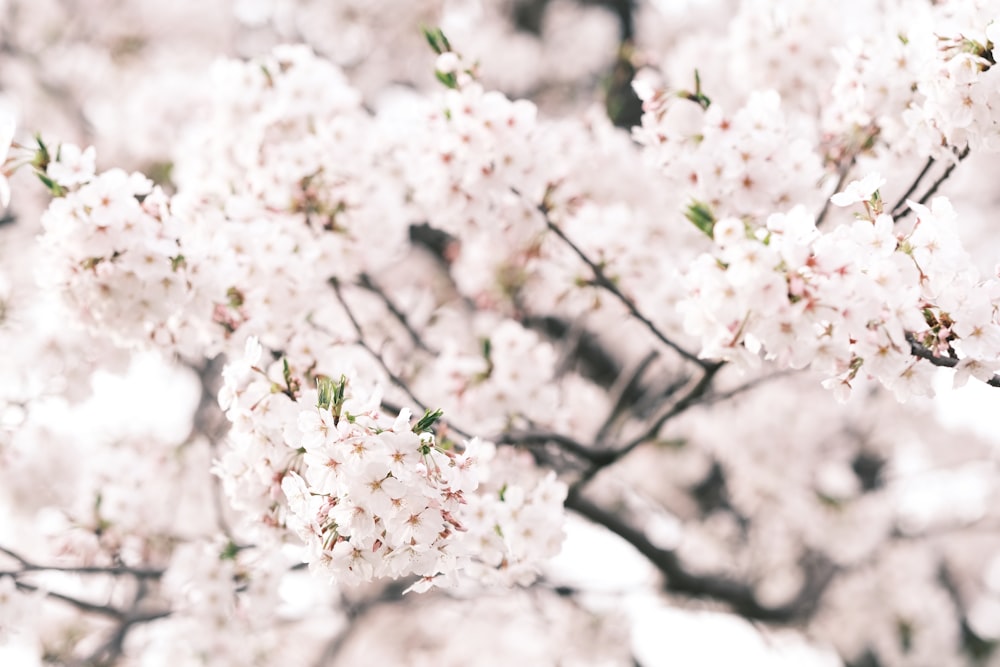 a close up of a tree with white flowers