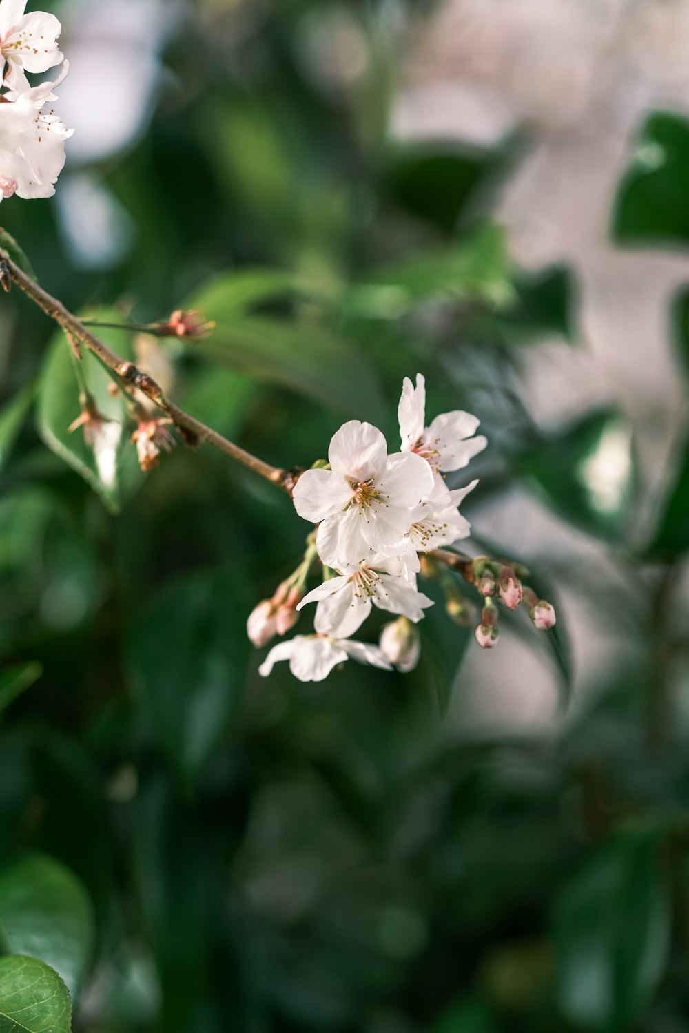 a close up of some white flowers on a tree